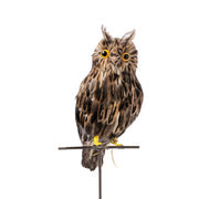 Owl Brown - Large