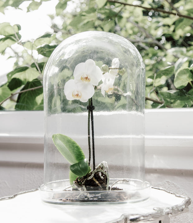 Display Glass Dome